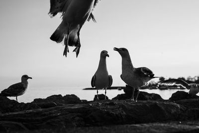 Seagulls chat