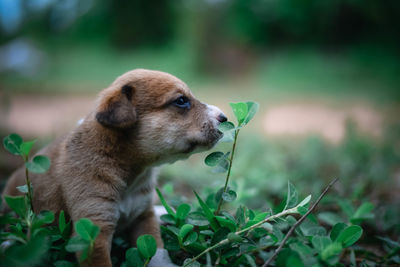  a dog on field