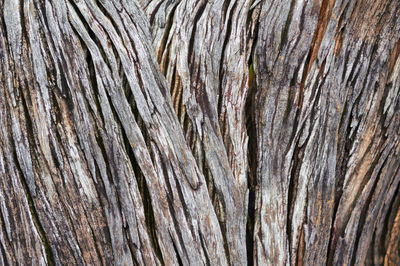 Full frame shot of tree trunk