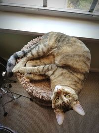 Close-up of cat relaxing at home