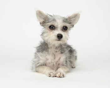 Portrait of dog sitting against white background