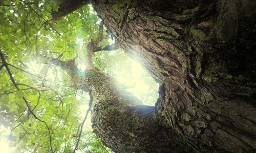 Low angle view of trees in forest