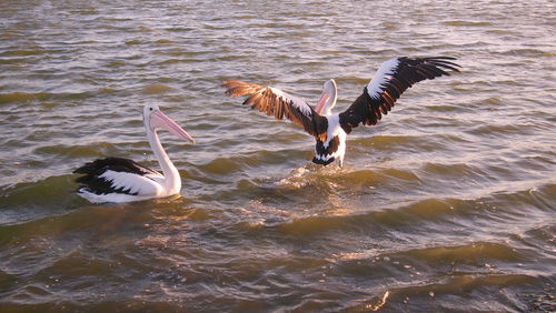 Bird flying over lake