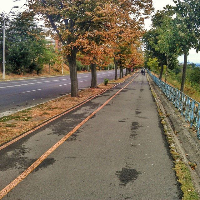 the way forward, tree, transportation, diminishing perspective, road, vanishing point, road marking, asphalt, street, empty road, treelined, long, empty, tranquility, sky, outdoors, nature, growth, day, no people