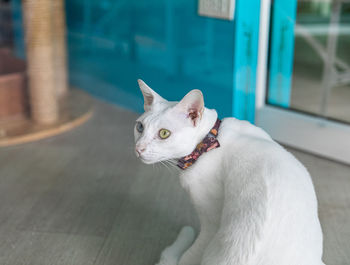 Portrait of a cat looking away