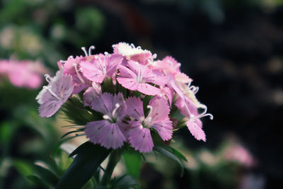 Close-up of pink flowering plant