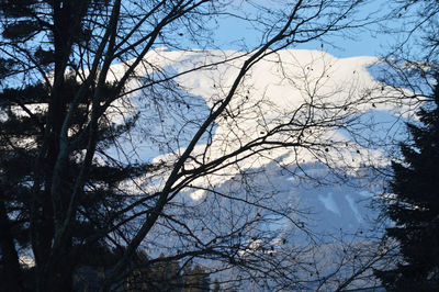 Low angle view of bare trees in forest during winter