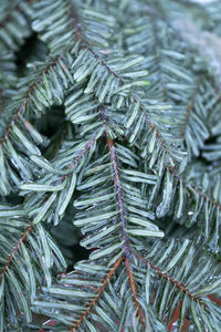 Full frame shot of pine tree