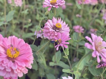 Close-up of pink flowering plants