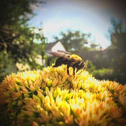 Close-up of bee pollinating flower