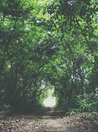 Trees in forest