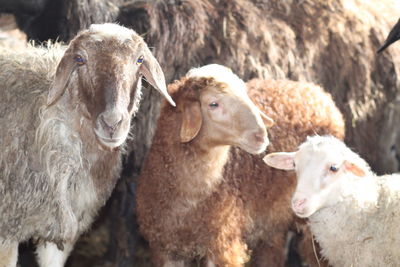 Sheep in a farm