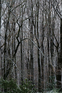 Bare trees in forest during winter