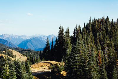 Pine trees in forest against sky