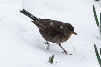 Close-up of bird on snow