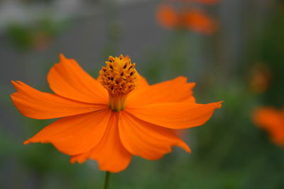 Close-up of orange flower