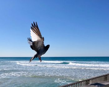 Bird flying over sea against clear blue sky