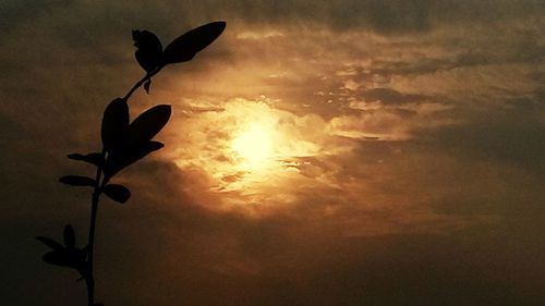 Low angle view of plants against sky at sunset