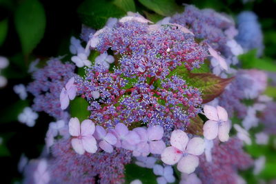 Close-up of pink flowers