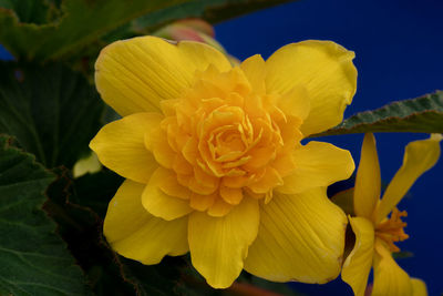 Close-up of yellow rose
