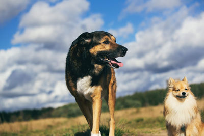 Portrait of a dog on field