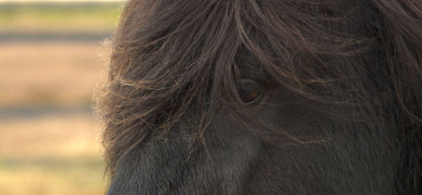 Close-up of a horse