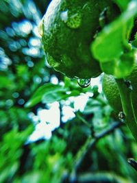 Close-up of wet fruit on tree