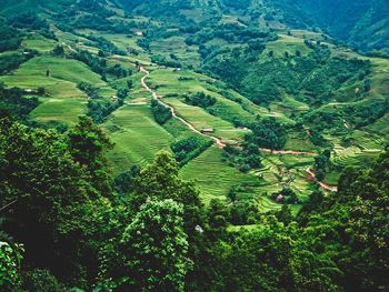 High angle view of agricultural field