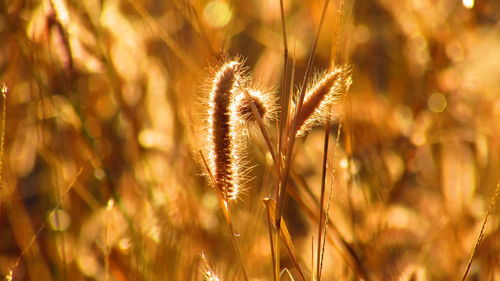 Plants growing on field during sunset