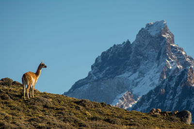 Llama on mountain against clear sky