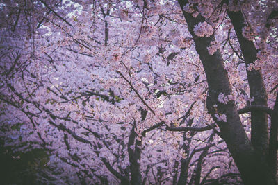 Low angle view of pink flowering tree