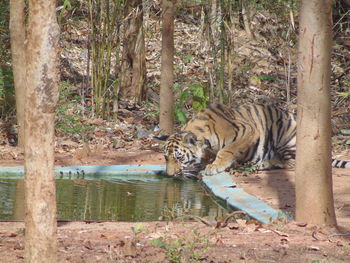 View of a drinking water from a tree