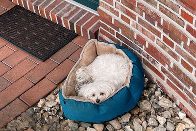 Portrait of dog sitting against wall