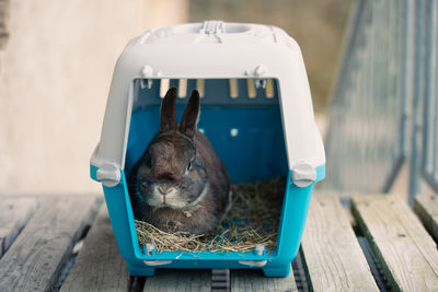 Rabbit in a transport box, pet locked in a cage, taking care of domestic animal, vacation or doctor