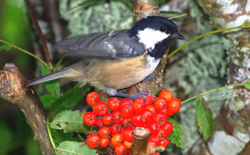 Close-up of bird perching on tree