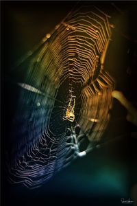 Close-up of spider web