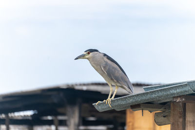 Close-up of bird perching on roof against sky