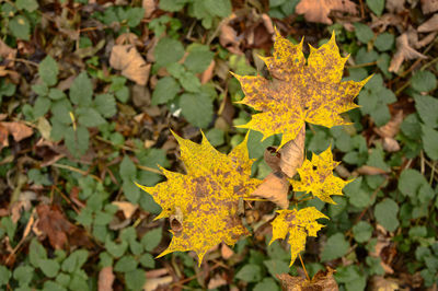 Leaves in autumn leaves