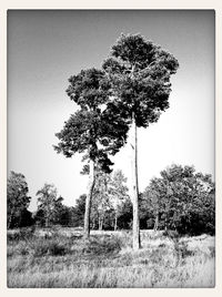 Trees growing on field