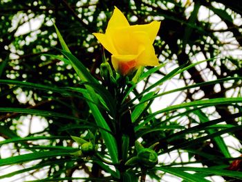 Close-up of yellow flowers