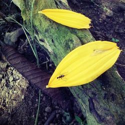 Close-up high angle view of yellow flower