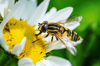 Close-up of wasp pollinating on flower