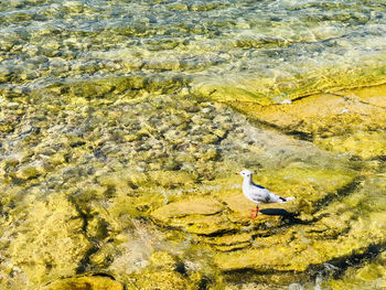 High angle view of seagull perching on rock