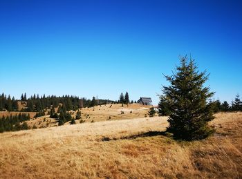 Trees on field against clear blue sky