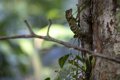 Close-up of lizard on tree trunk