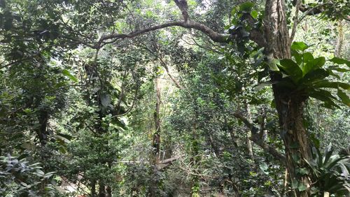 Low angle view of trees in forest against sky