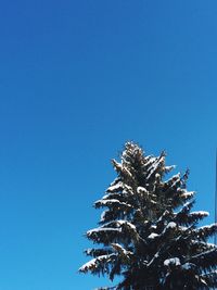 Low angle view of tree against clear blue sky