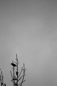 High section of bare tree against sky