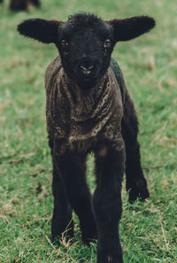 Portrait of black dog on grassy field