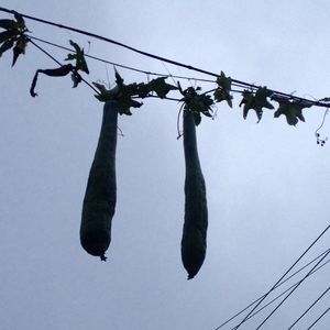 Low angle view of cables against clear sky